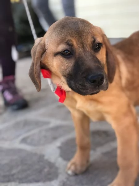 Phoebe  canile basso lazio | Foto 1