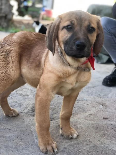 Phoebe  canile basso lazio | Foto 0