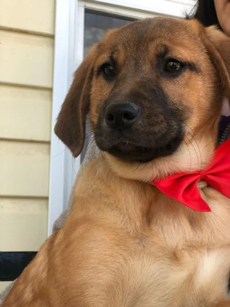 Phoebe  canile basso lazio