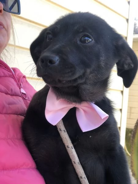 Prue canile basso Lazio  | Foto 3