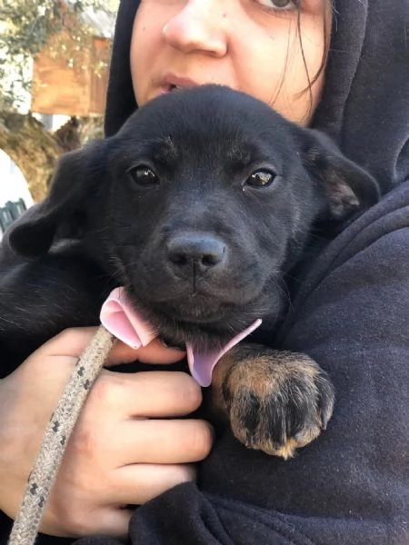 Prue canile basso Lazio  | Foto 2