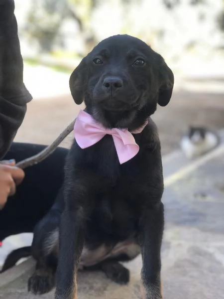 Prue canile basso Lazio  | Foto 1