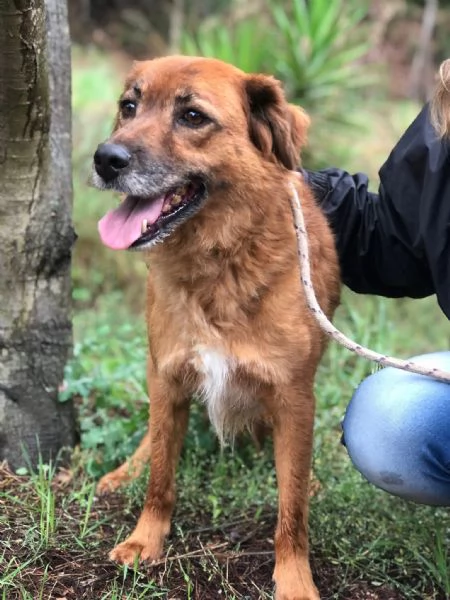 Bacco canile basso lazio | Foto 3