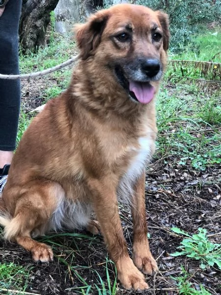 Bacco canile basso lazio | Foto 2