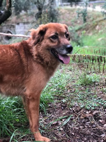 Bacco canile basso lazio | Foto 1