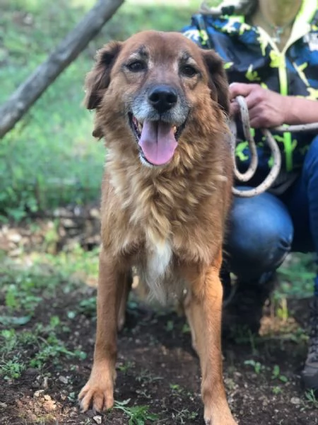 Bacco canile basso lazio