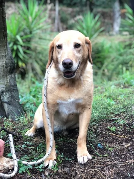 Hermione canile basso lazio | Foto 4