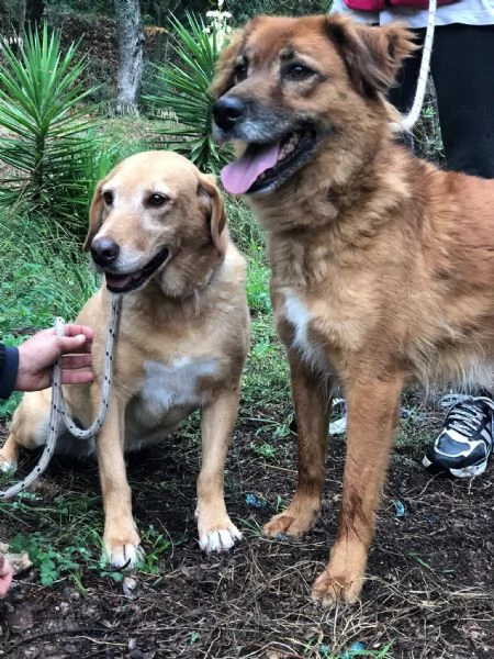 Hermione canile basso lazio | Foto 3