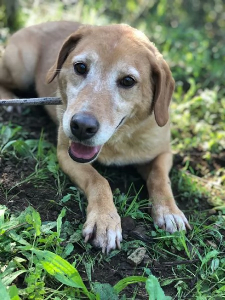 Hermione canile basso lazio | Foto 2