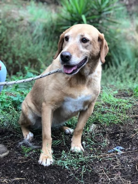 Hermione canile basso lazio | Foto 1