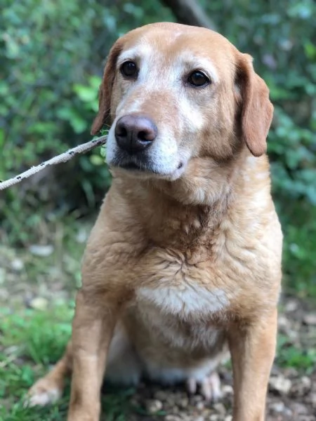 Hermione canile basso lazio