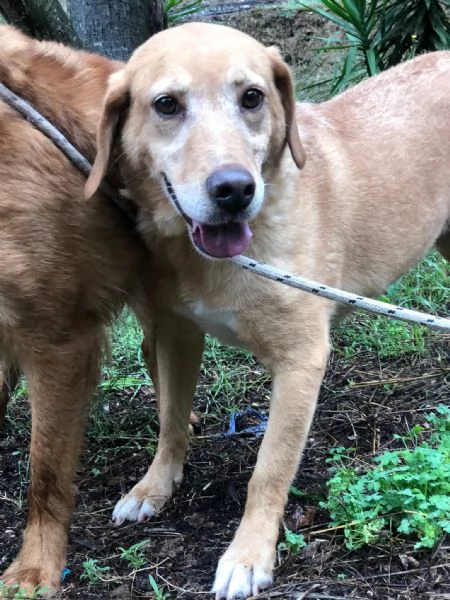 Hermione canile basso lazio | Foto 0