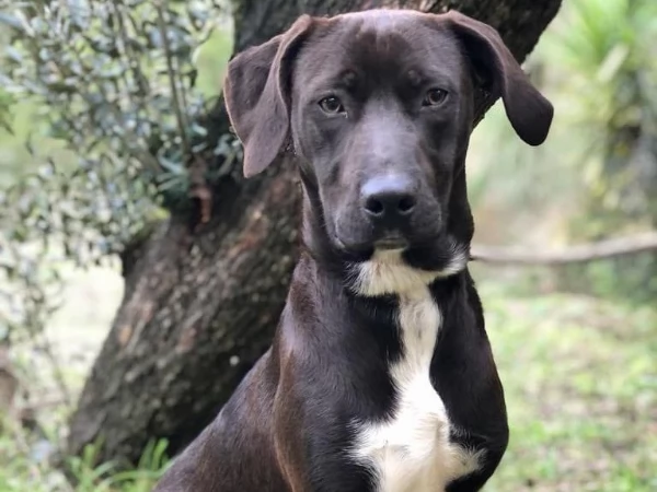 Cacao canile basso lazio | Foto 5