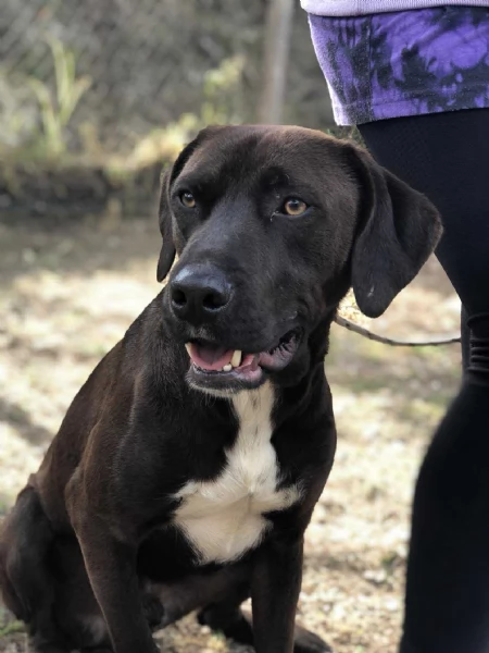 Cacao canile basso lazio | Foto 4