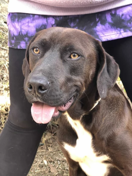 Cacao canile basso lazio | Foto 3