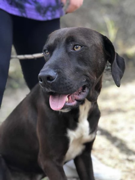 Cacao canile basso lazio | Foto 2