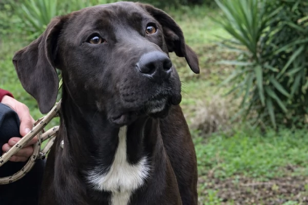 Cacao canile basso lazio