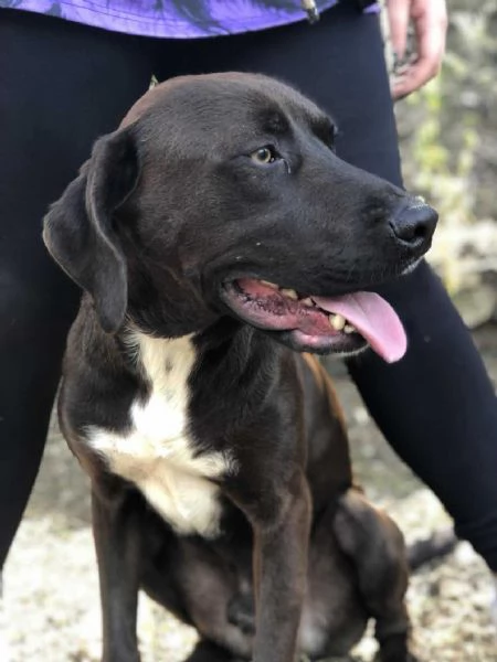 Cacao canile basso lazio | Foto 1