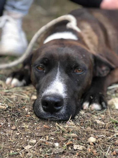 Vaniglia canile basso lazio | Foto 4