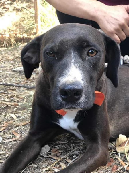 Vaniglia canile basso lazio | Foto 2