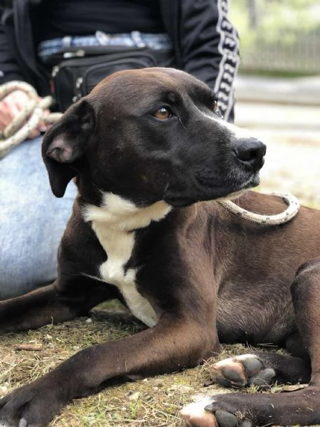 Vaniglia canile basso lazio | Foto 1