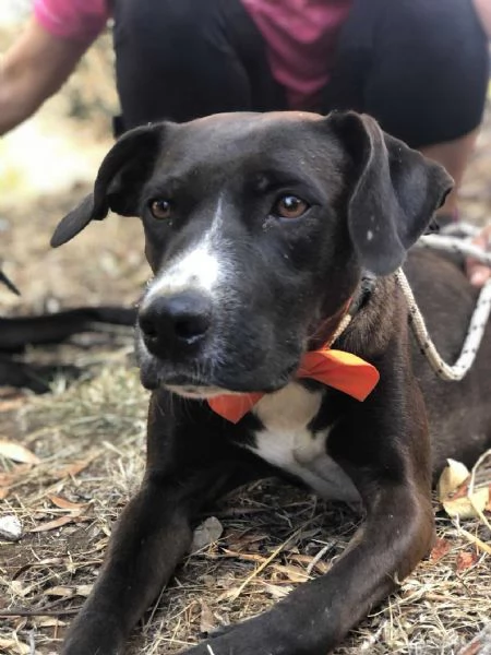 Vaniglia canile basso lazio