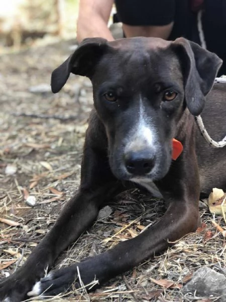 Vaniglia canile basso lazio | Foto 0