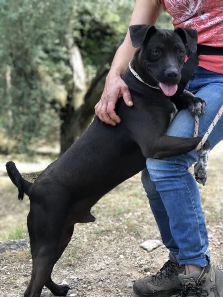 Klimt canile basso lazio | Foto 4