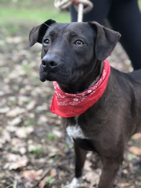 Klimt canile basso lazio | Foto 3