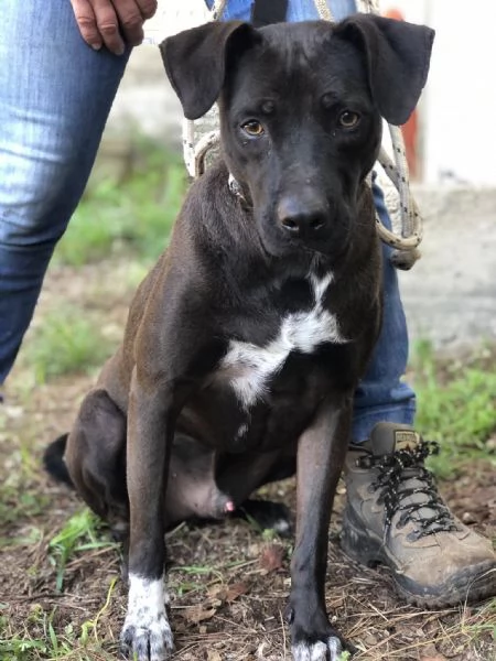 Klimt canile basso lazio | Foto 2