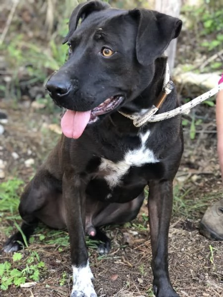 Klimt canile basso lazio | Foto 1