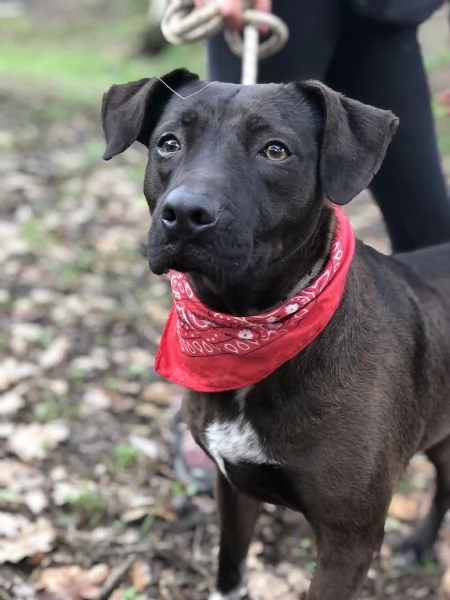 Klimt canile basso lazio | Foto 0