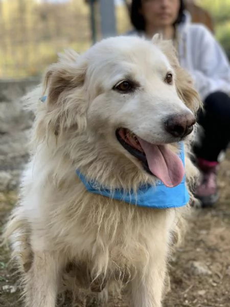 Michelangelo canile basso lazio | Foto 4