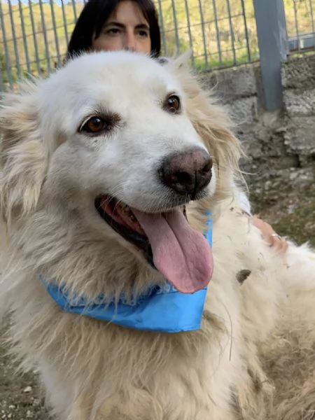 Michelangelo canile basso lazio | Foto 3