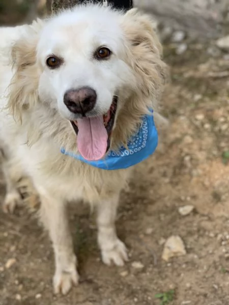 Michelangelo canile basso lazio