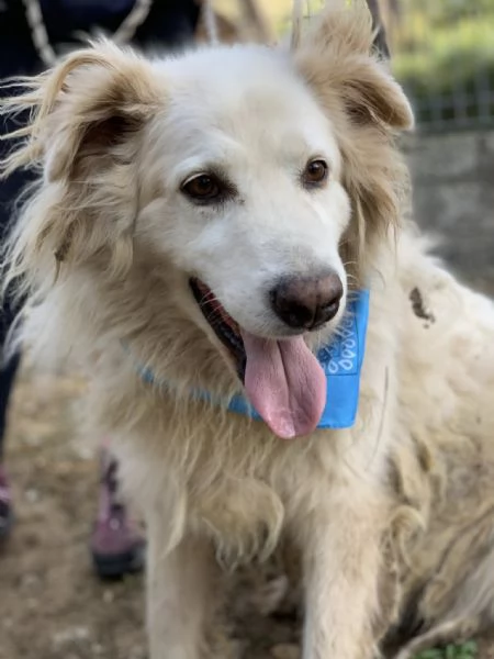 Michelangelo canile basso lazio | Foto 2