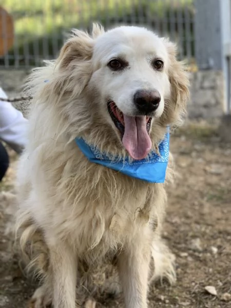 Michelangelo canile basso lazio | Foto 1