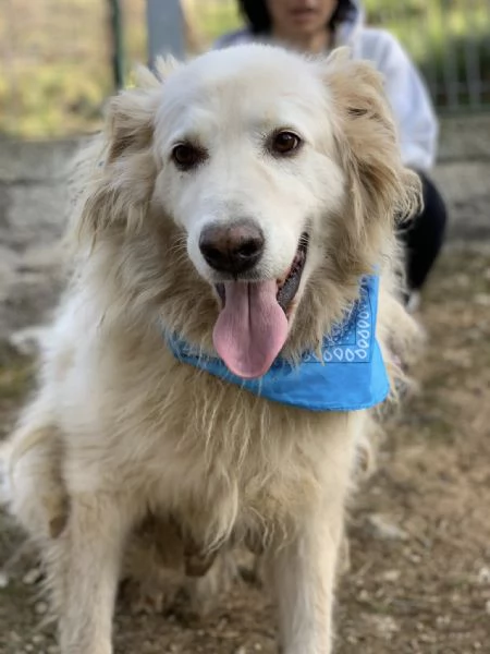 Michelangelo canile basso lazio | Foto 0