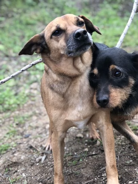 Pinolo canile basso lazio | Foto 4