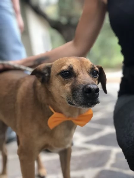 Pinolo canile basso lazio | Foto 3