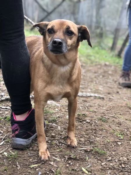 Pinolo canile basso lazio | Foto 2