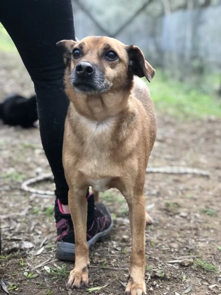 Pinolo canile basso lazio | Foto 1