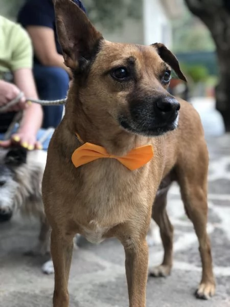 Pinolo canile basso lazio