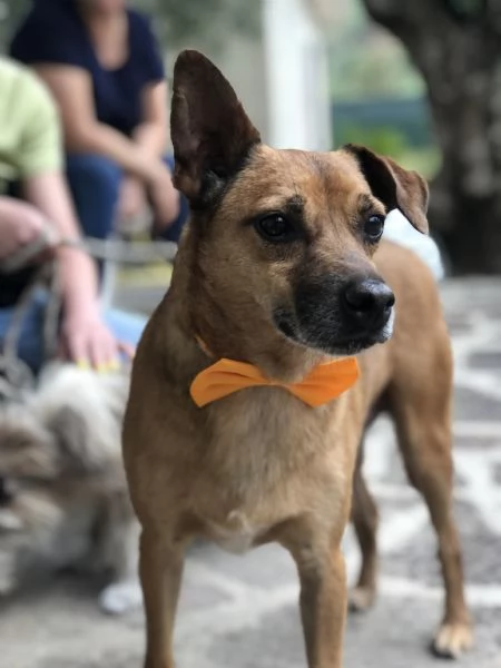 Pinolo canile basso lazio | Foto 0