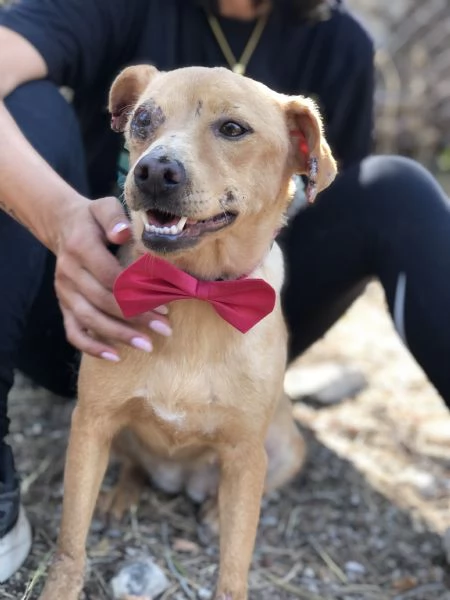 Polly canile basso lazio | Foto 6