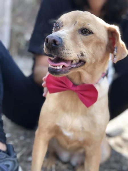 Polly canile basso lazio | Foto 5