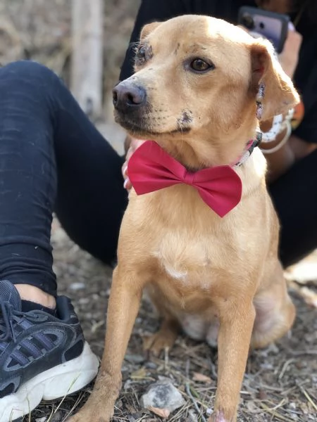 Polly canile basso lazio