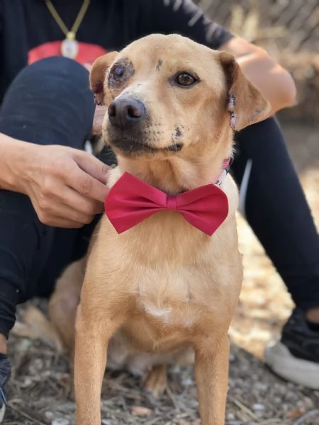 Polly canile basso lazio | Foto 3