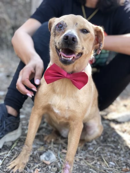 Polly canile basso lazio | Foto 2