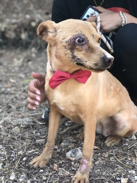 Polly canile basso lazio | Foto 0